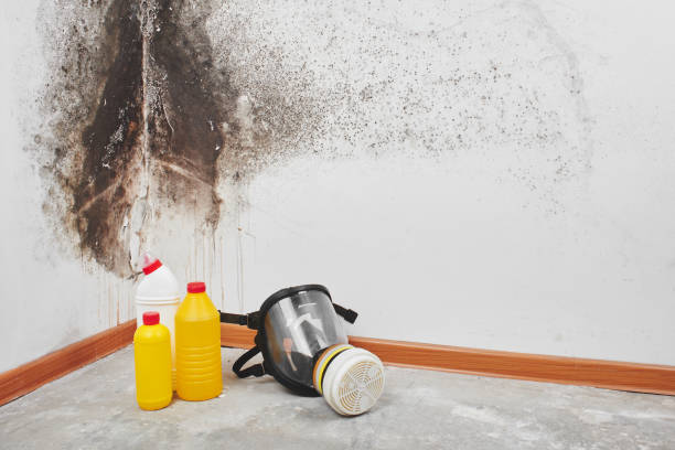 Best Health and Safety Mold Remediation in Derwood, MD