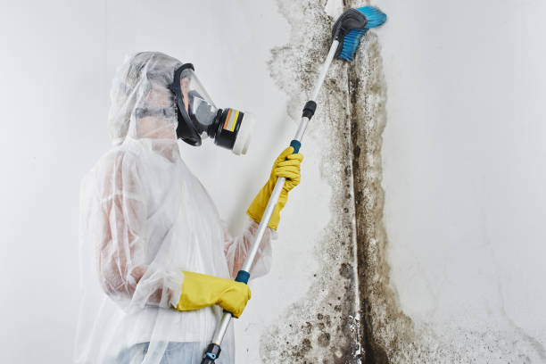 Best Industrial Mold Remediation in Derwood, MD