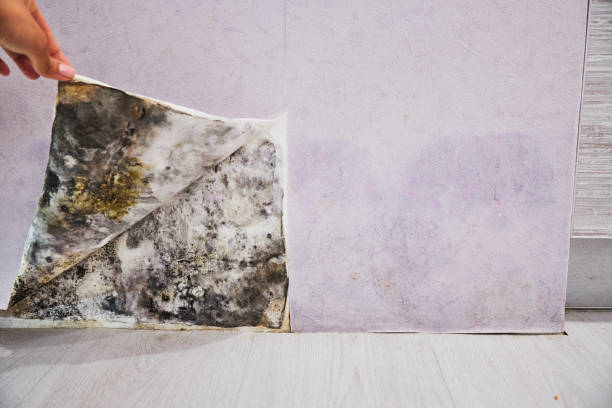 Derwood, MD Mold Remediation Company
